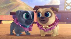 Hawaii Pug-Oh Hawaii Pug-Oh