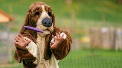 Frisbeehund Frisbeehund