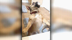 Top 10 Signs Your Parents Like the Dog More Than You Top 10 Signs Your Parents Like the Dog More Than You