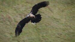 The Pirate of the Mountains The Bearded Vulture