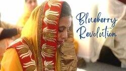 Blueberry Revolution Blueberry Revolution