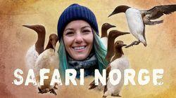 Selda og Norges pingviner Selda og Norges pingviner