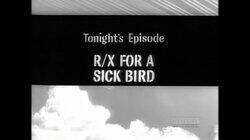 R/X For a Sick Bird R/X For a Sick Bird