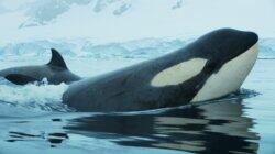 Antarctic Killer Waves Antarctic Killer Waves