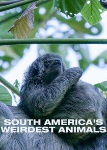 South Americas Weirdest Animals South Americas Weirdest Animals