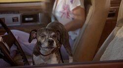 The Ugliest Dog in Hawaii The Ugliest Dog in Hawaii