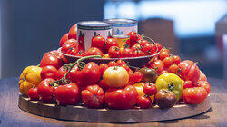 Tomato, Tomato! Tomato, Tomato!