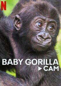 Baby Gorilla Cam Baby Gorilla Cam