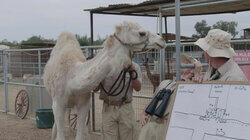 Mustangs and Camels Mustangs and Camels