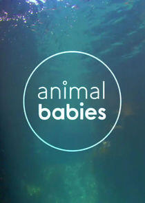 Animal Babies - Season 1 Animal Babies - Season 1