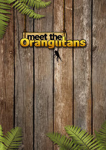 Meet the Orangutans Meet the Orangutans