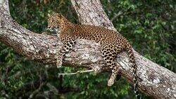 Queen of Yala Queen of Yala