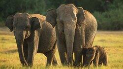 Loka the Baby Elephant Loka the Baby Elephant
