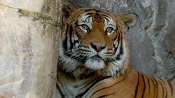 A Tiger's Tale A Tiger's Tale