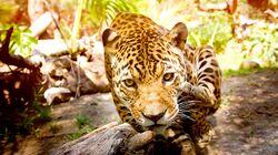 Big Cats Big Cats