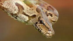 Snakes Snakes