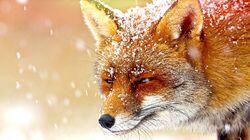 Foxes