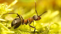 Ants Ants