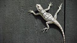 Reptiles and Amphibians Reptiles and Amphibians