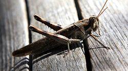 Bugs Bugs