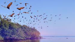 Bats Bats