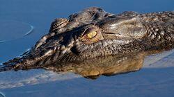 Crocodiles Crocodiles