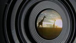 Animal Espionage Animal Espionage