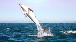 Dolphins Dolphins