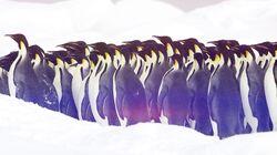 Penguins Penguins