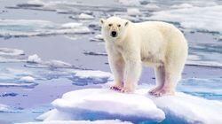 Bears Bears