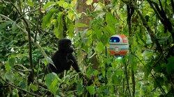 Andy and the Mountain Gorillas Andy and the Mountain Gorillas