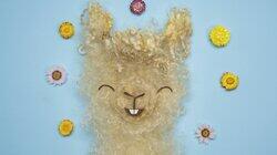 Alpacas Alpacas