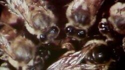 Killer Bees Killer Bees