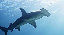 Sharks Sharks