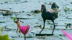 Andy and the Purple Swamphen Andy and the Purple Swamphen