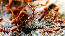 Deadly Ants Deadly Ants
