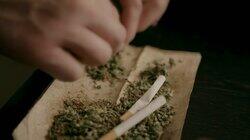 Cannabisplantasje Cannabisplantasje