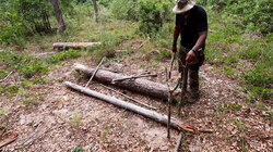 Supersized Deadfall Trap Supersized Deadfall Trap