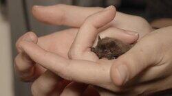 Nathusius' Pipistrelle Bat Nathusius' Pipistrelle Bat