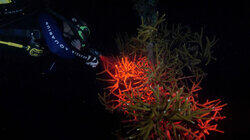 Coral Super Bowl Coral Super Bowl