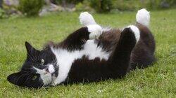 Cattitude Cattitude