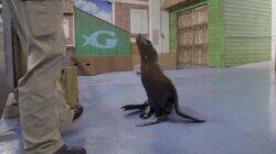 Toddler Sea Lion Scarlett Toddler Sea Lion Scarlett