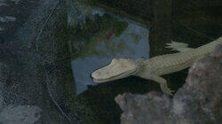 Ghost Gators Ghost Gators