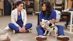 Therapy Dogs Therapy Dogs