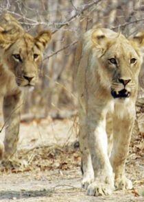 Lion Country: Night and Day Lion Country: Night and Day