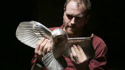 The Hunt for the Golden Owl The Hunt for the Golden Owl