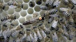 Insectageddon Insectageddon