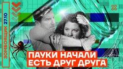 Пауки начали есть друг друга