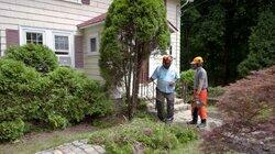 Trash Insert; Arborvitae Removal Trash Insert; Arborvitae Removal