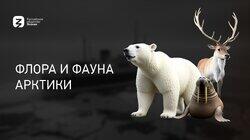 Флора и фауна Арктики Флора и фауна Арктики